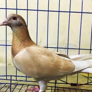 �ƽ���Ÿ�ķ�ֳ�취